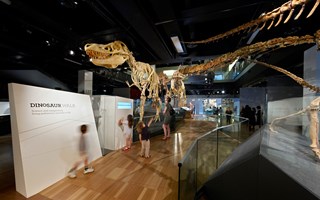 View of Dinosaur Walk exhibition