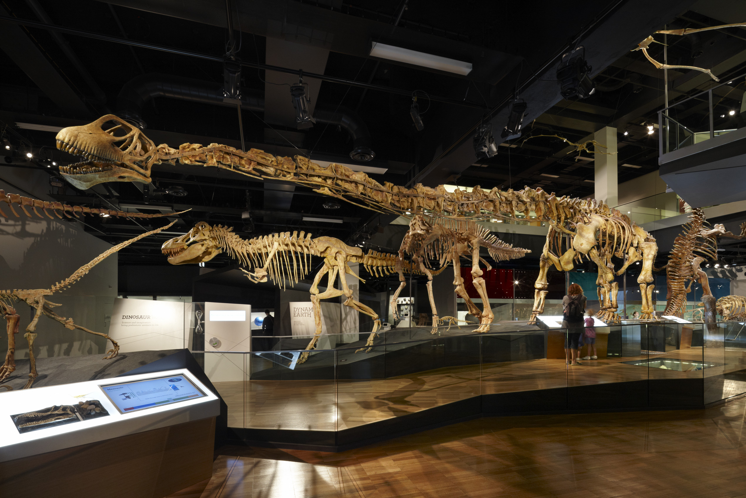 Dinosaur Walk - Melbourne Museum