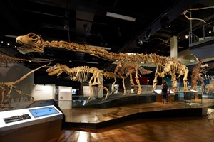 View of Tarbosaurus and Mamenchisaurus on display in the Dinosaur Walk exhibition. 