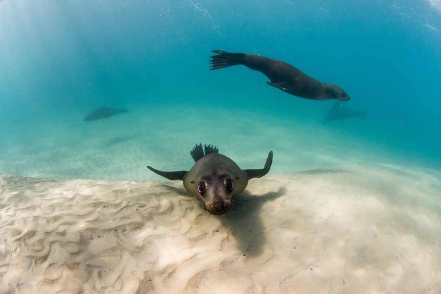 Three seals resting on a sand bank underwater