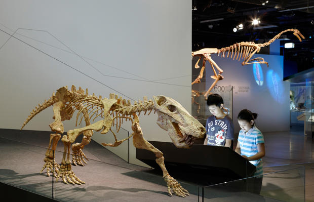 Visiting children examining Inostrancevia skeleton in the Dinosaur Walk exhibition.