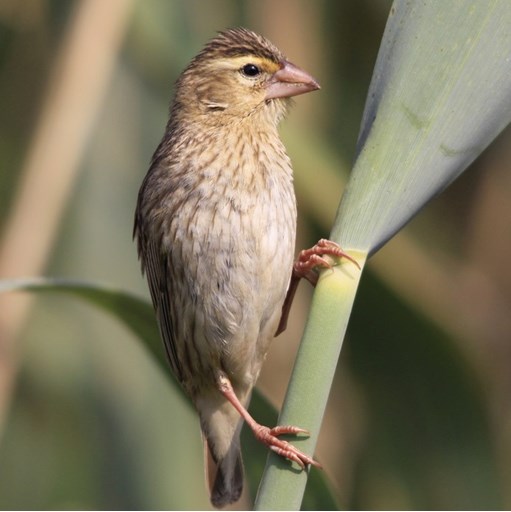 Female Southern Red Bishop
