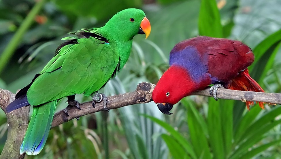 Two differently coloured Eclectus Parrots on a branch