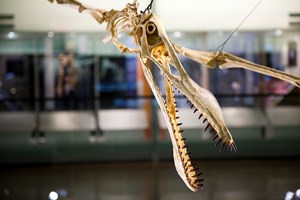 Anhanguera blittersdorfi dinosaur skeleton hanging from roof