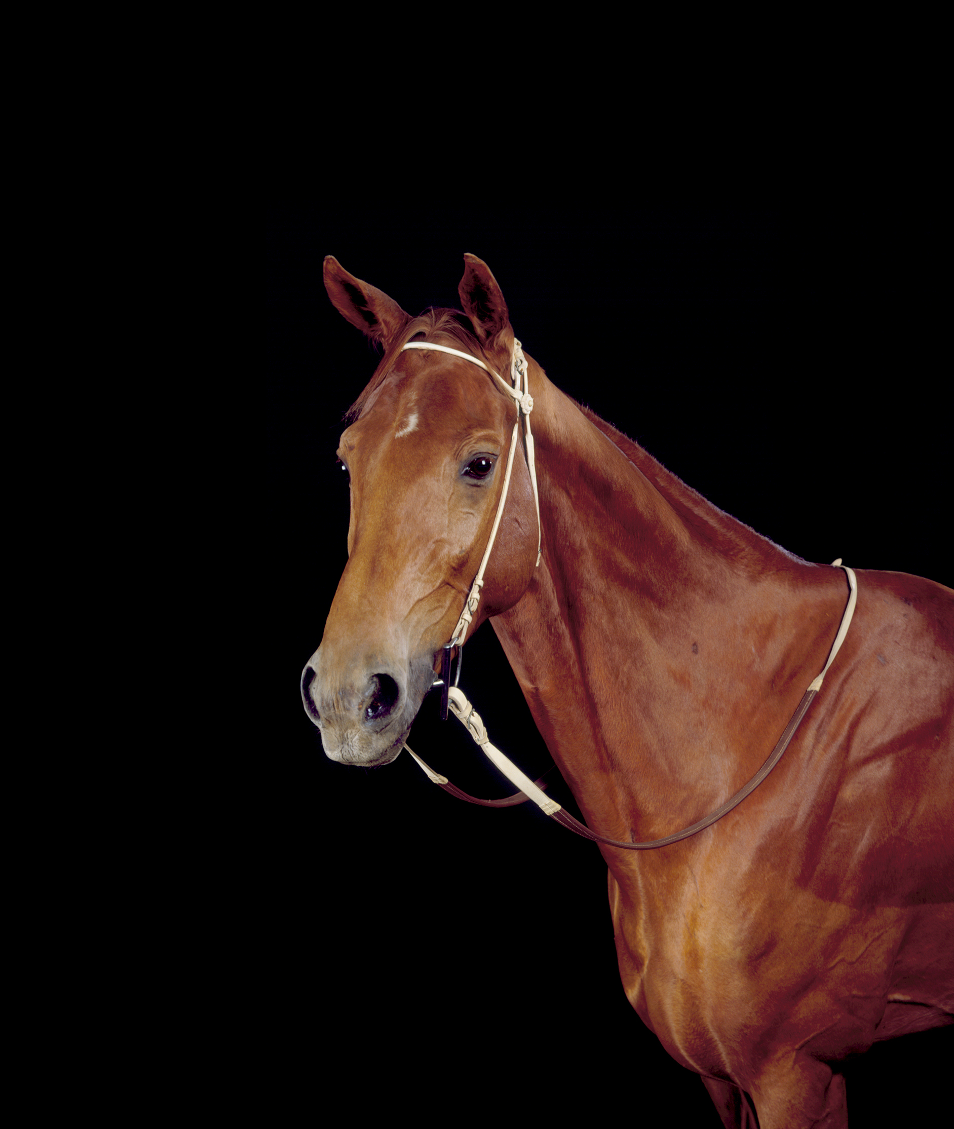 Phar Lap, Champion Race Horse (1926-1932)