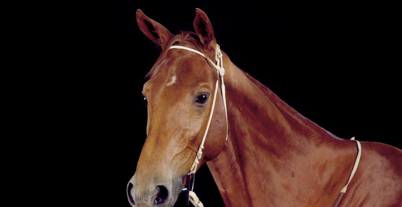 Phar Lap, Champion Race Horse (1926-1932)
