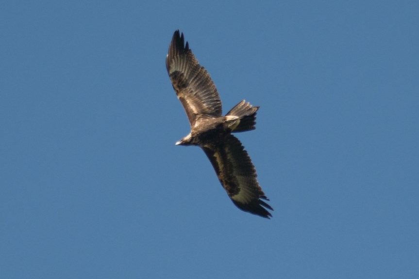 Hawk soaring against a blue sky