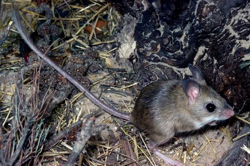 Small mouse with long legs and tail