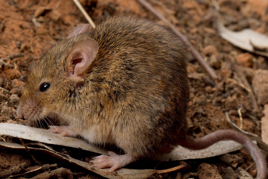 Small brown mouse