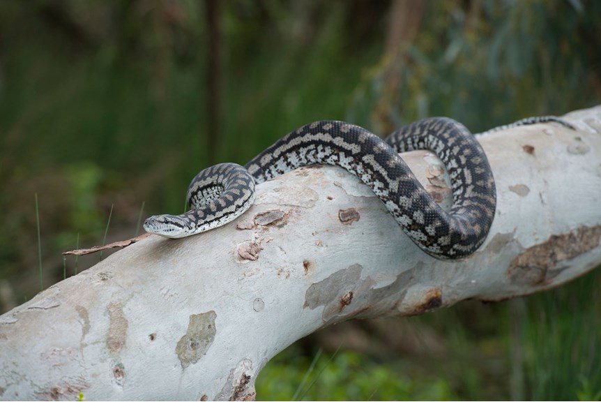 Python on a tree branch