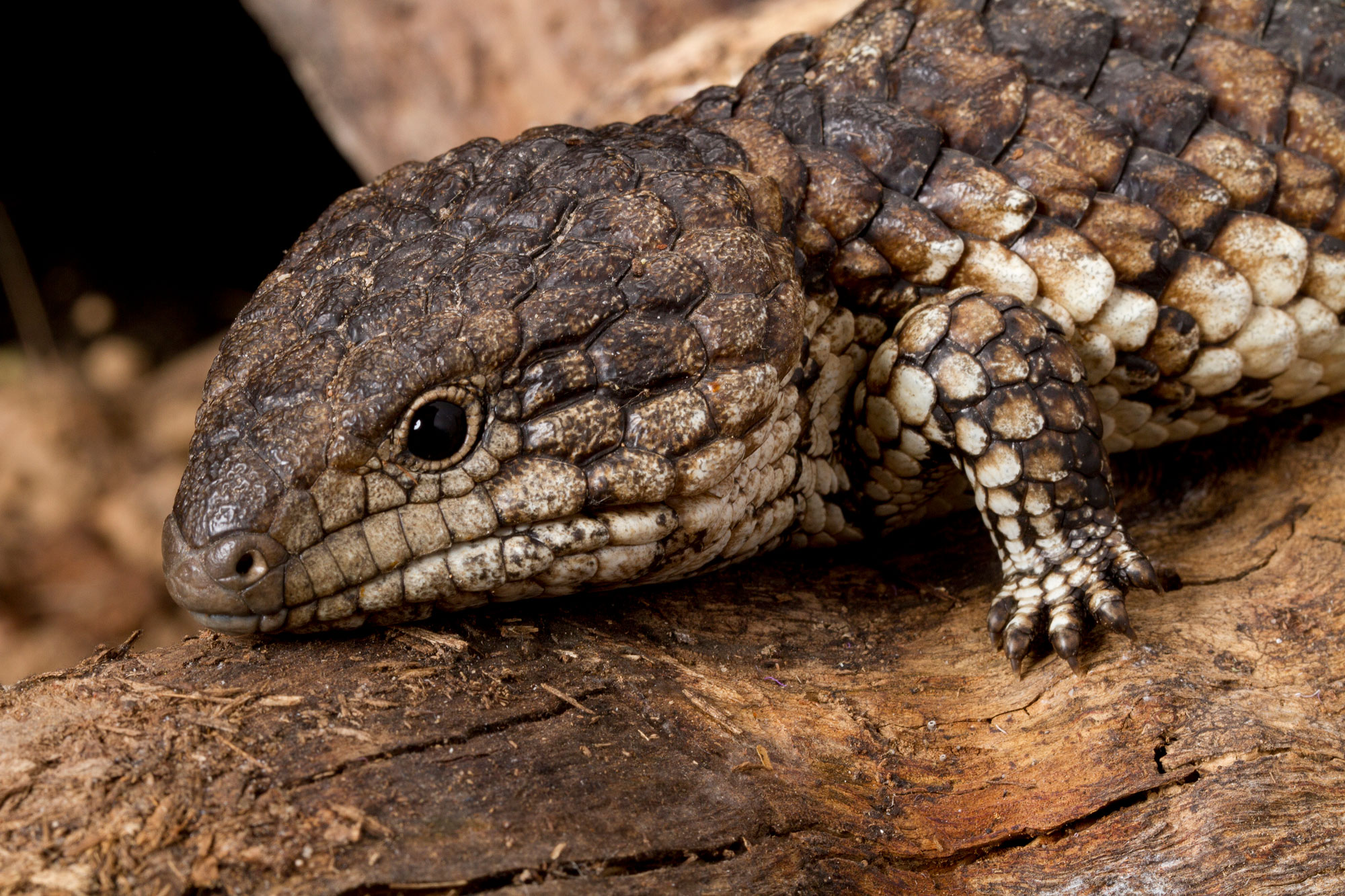 A brown lizard resting on a branch