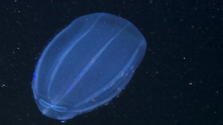 Blue blob in dark water