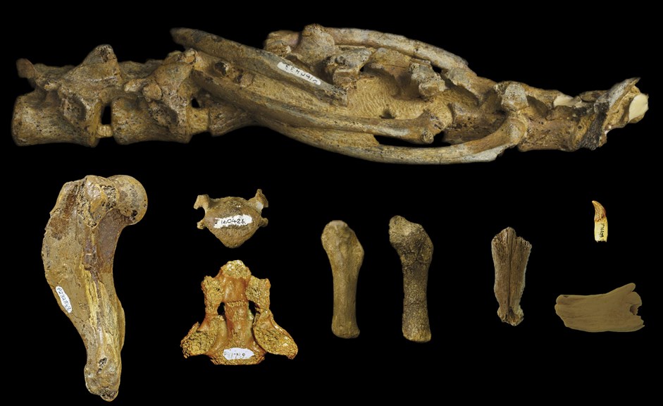 A set of bone fragments. 