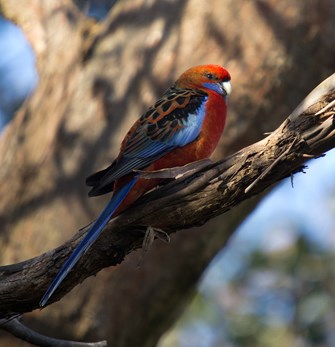 Adelaide Rosella sitting on a branch