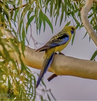 Yellow Rosella sitting on a branch