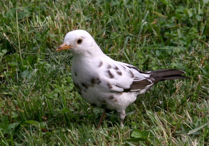 Mostly white Blackbird on the ground