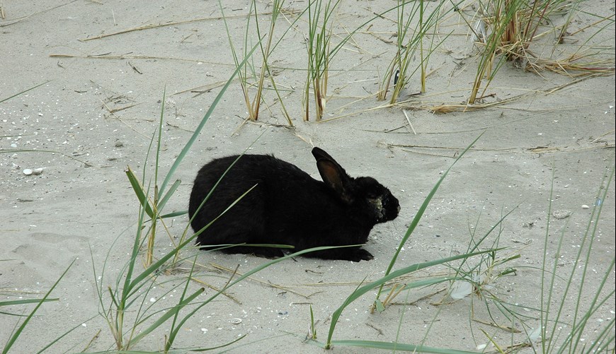 A black rabbit, on sand.