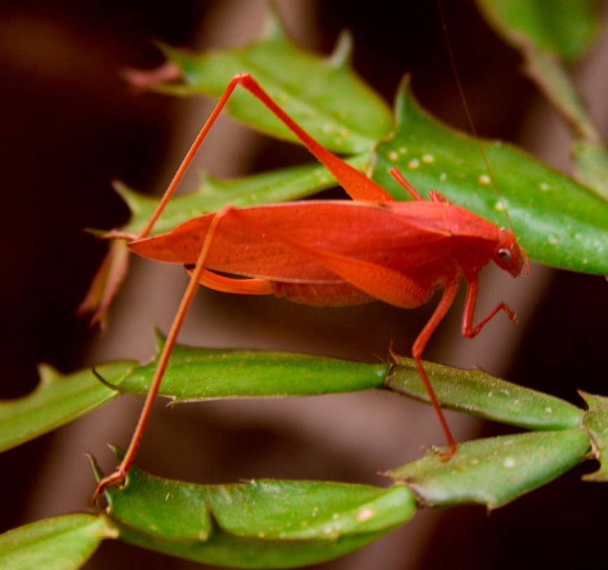 A pinkish Katydid on a leaf