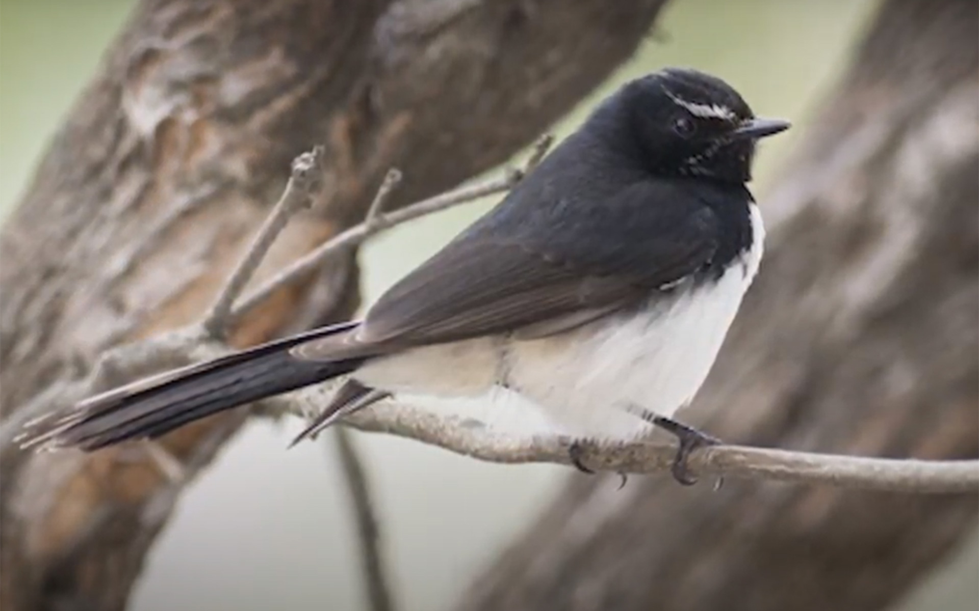 Willie Wagtail