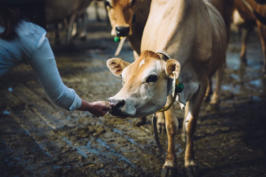 A hand feeding a cow. 