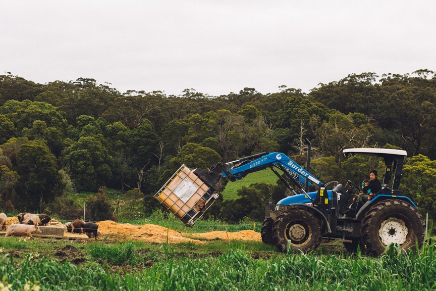 A tractor unloads pig food in a paddock. 