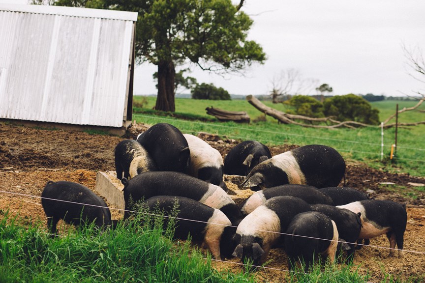 A drift of pigs snuffle in a paddock. 