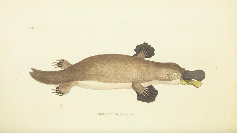 Platypus illustration