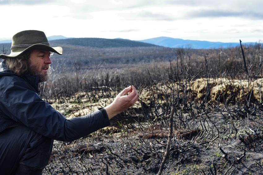 Dr. Kevin Rowe with Broad-toothed Rat (Mastacomys fuscus) scat overlooking Burn Scar after 2019-2020 bushfires. Location: Australia, Victoria, Alpine National Park. 