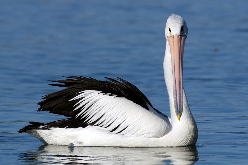 Pelicanus conspicillatus, Australian Pelican.