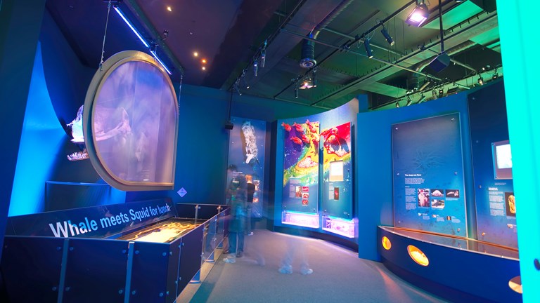 Whale meets Giant Squid section in Marine exhibition