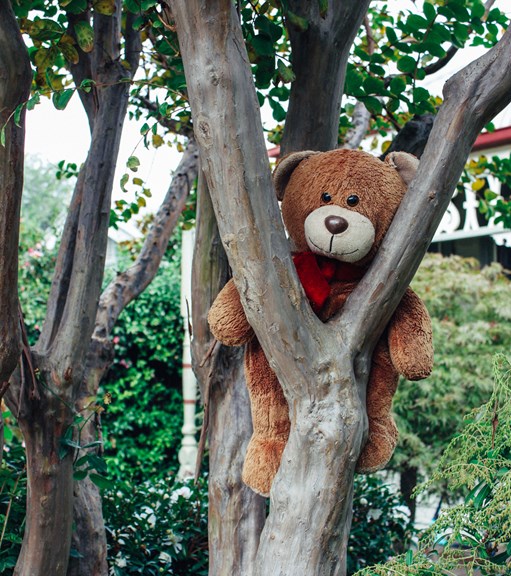 Teddy Bear in Tree