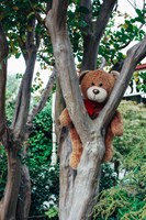Teddy Bear in Tree