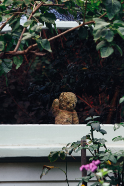 Waving Teddy