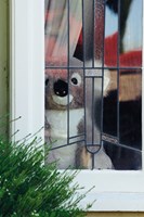 Toy Koala in Window