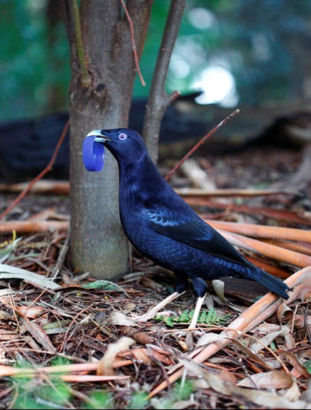 A black bird holding a blue bottle top in its beak 