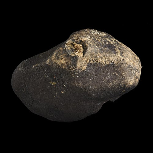 Murchison meteorite. Class: Stony. Group: Carbonaceous Chondrite. Type: CM2. Location: Australia, Victoria, near shearing shed, Pranjip Park, Murchison.