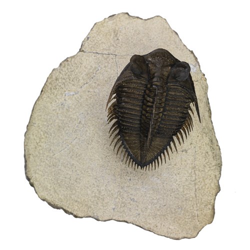 Erbenochile erbeni, triobite, fossil. Location: Foum Zguid district, Morocco. Timrhanrhart Formation, Lower Devonian. Reg. no.: P 332725.