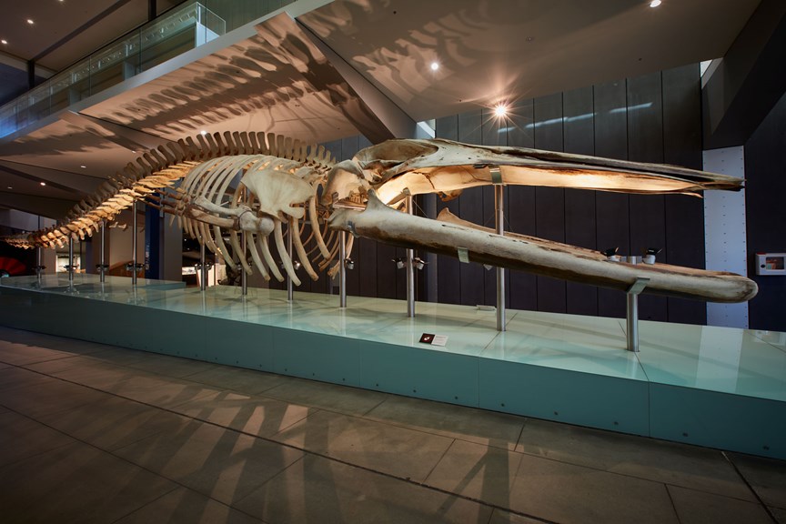 Blue Whale skeleton on display at Melbourne Museum