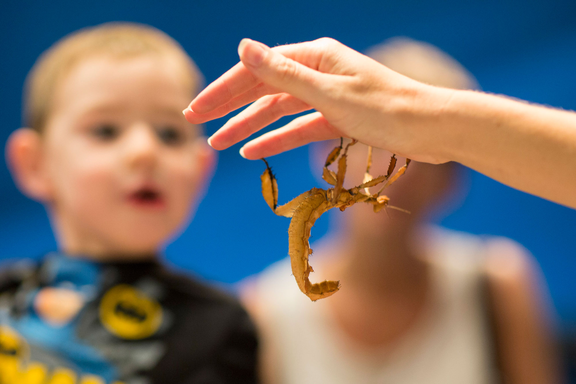 Child looking at leafy stick insect