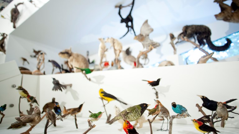 Birds on display in Wild.