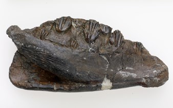 Jaw bone of Qantassaurus intrepidus