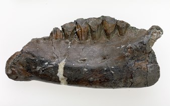 Jaw bone of Qantassaurus intrepidus