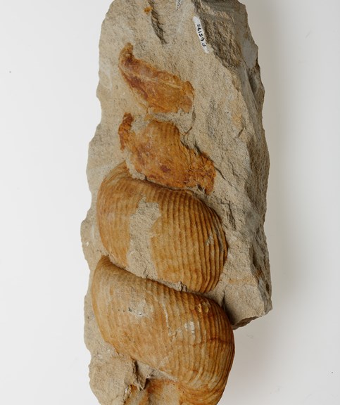 Fossil of an ammonite, Bostrychoceras polyplocum