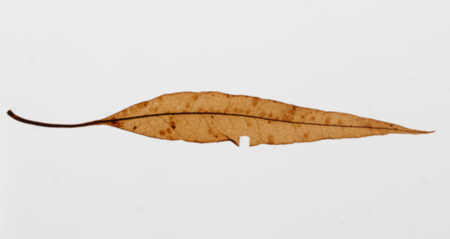 Magnoliidae specimen: a mummified leaf