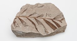 A fossil conifer specimen from