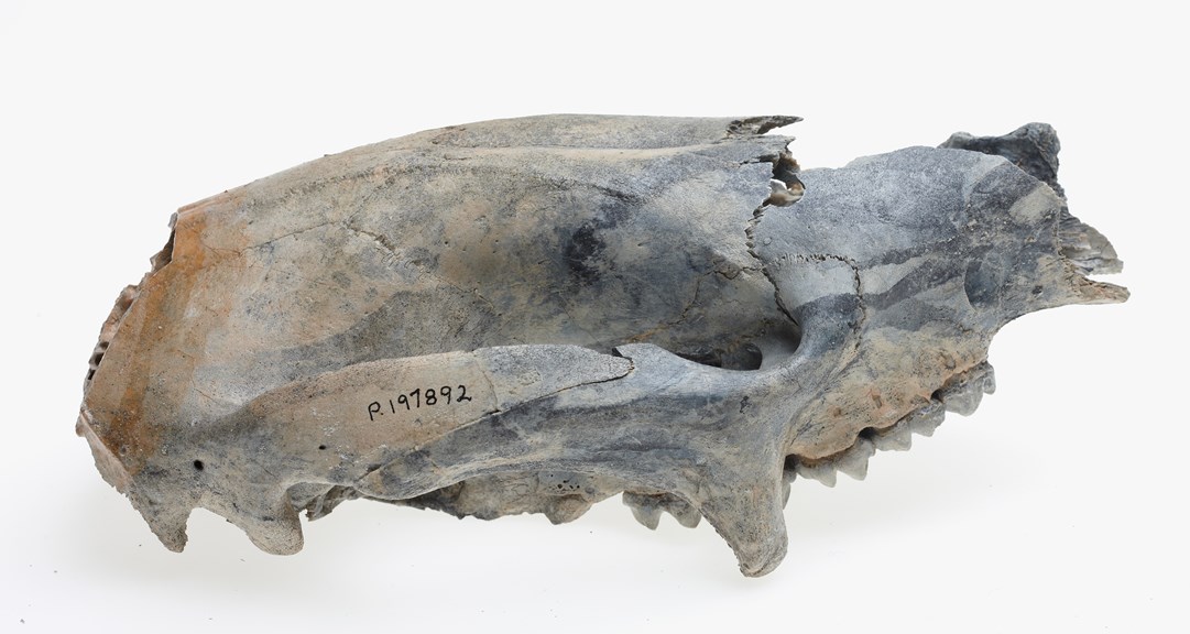Skull of a sheep-sized herbivorous marsupial from the Cainozoic era