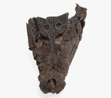 Kambara skull with jaws from the Cainozoic era