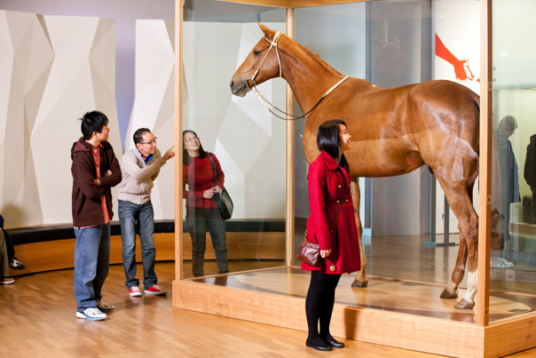 Visitors looking at horse Phar Lap 