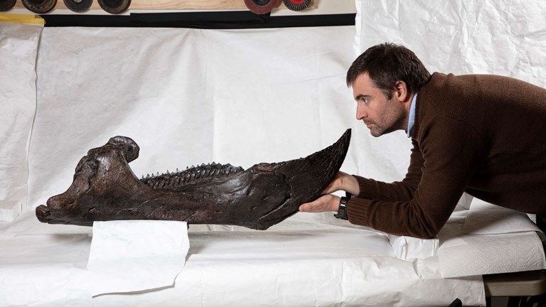 Man looking at a large dinosaur fossil