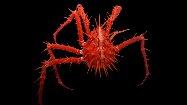 A spiky red crab on a black background